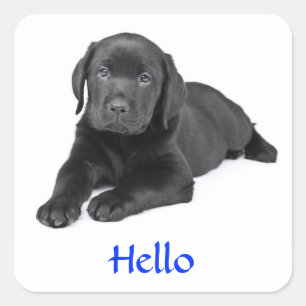 Labrador negro recuperador puppy Hello Pegatina