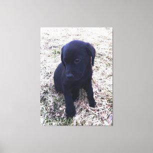Labrador negro recuperar lienzo envuelto de cachor