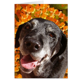 Labrador negro viejo