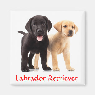 Labrador Recuperador cachorros Frigorífico imán