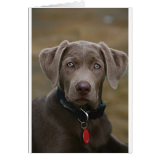 Labrador recuperador en plata rara