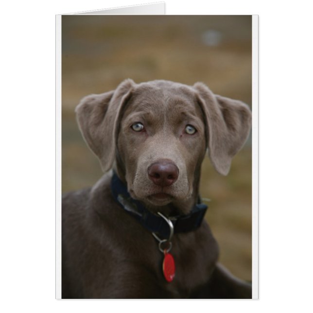 Labrador recuperador en plata rara (Frente)