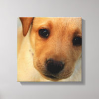 Labrador Recuperador Imprimir lienzo