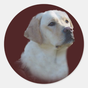 Labrador Recuperador Pegatina