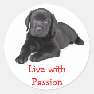 Labrador Recuperador Puppy Vive Con Pegatina De Pa
