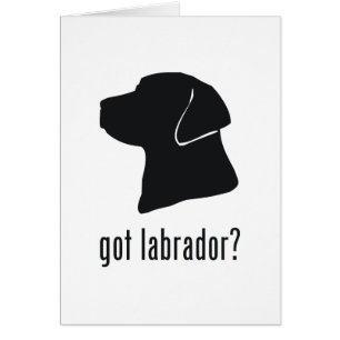 Labrador retriever