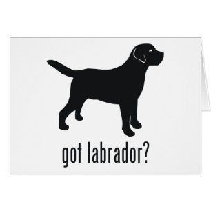 Labrador retriever