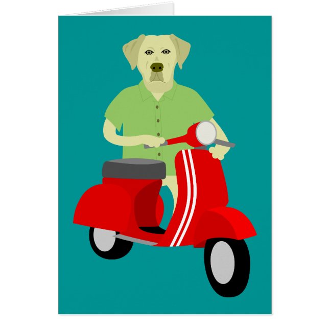 Labrador retriever amarillo (Frente)