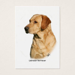 Labrador retriever amarillo