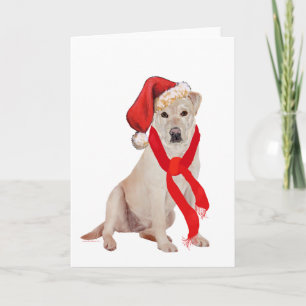 Labrador Retriever Amarillo Navidad
