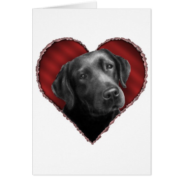Labrador retriever con el corazón (Frente)