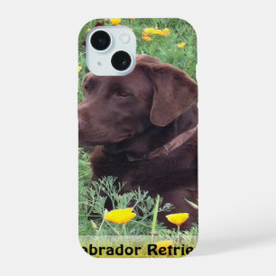 Labrador Retriever marrón en parcela de amapolas