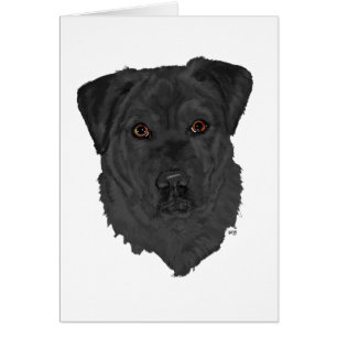 Labrador Retriever Negro