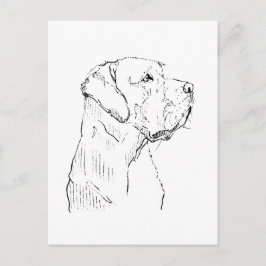 Labrador Retriever tranquilo Tarjeta postal