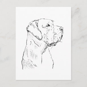 Labrador Retriever tranquilo Tarjeta postal