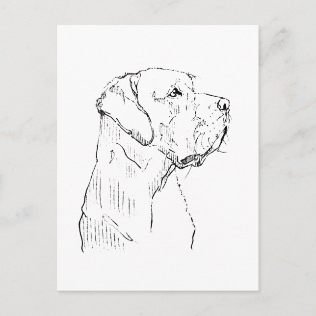 Labrador Retriever tranquilo Tarjeta postal (Anverso)