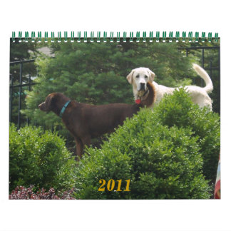 Labrador y Calendario de Oro