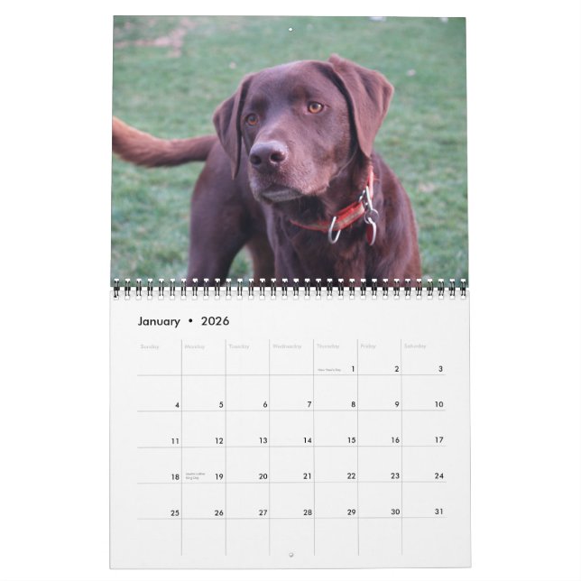 Labrador y Calendario de Oro (Jan 2026)