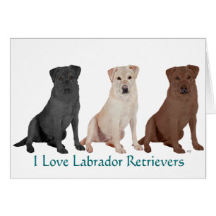 Labradores Retriever - 3 Colores para Amar