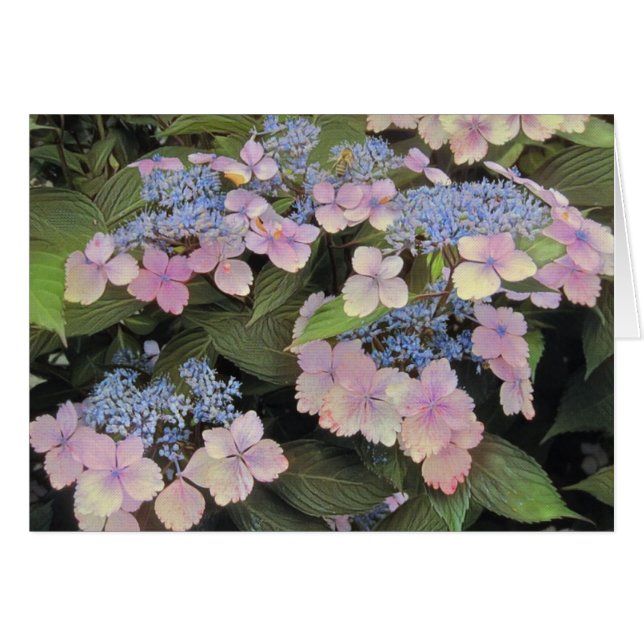Lace Cap Hydrangea (Anverso (Horizontal))