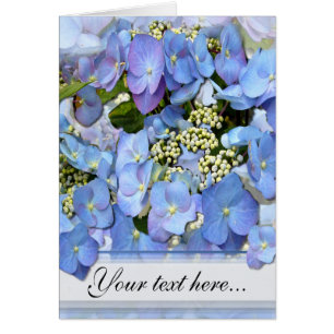 Lacecap azul Delicado Hydrangea