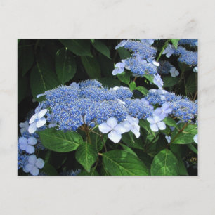 Lacecap Hydrangea ~ postal