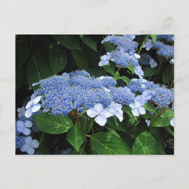 Lacecap Hydrangea ~ postal (Anverso)