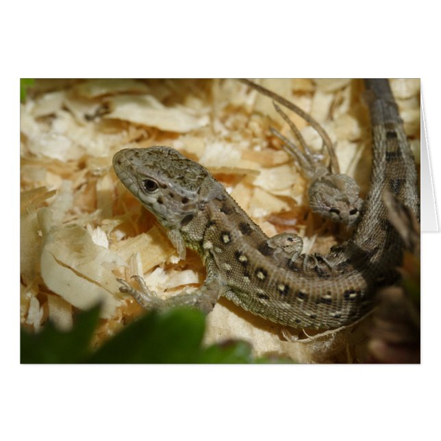 Lacerta agilis (Anverso (Horizontal))