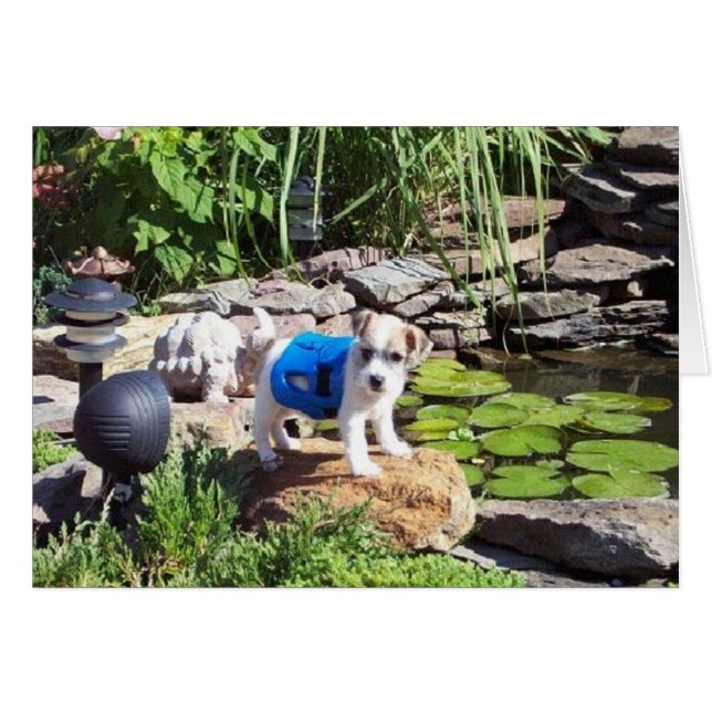 Lacey, el socorrista (Anverso (Horizontal))