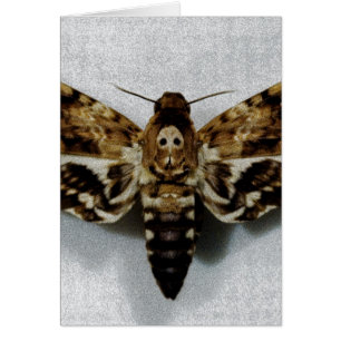 Lachesis del Acherontia de Hawkmoth de la cabeza