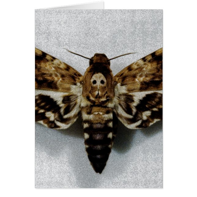 Lachesis del Acherontia de Hawkmoth de la cabeza (Frente)