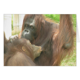Lactancia materna de Orangutan