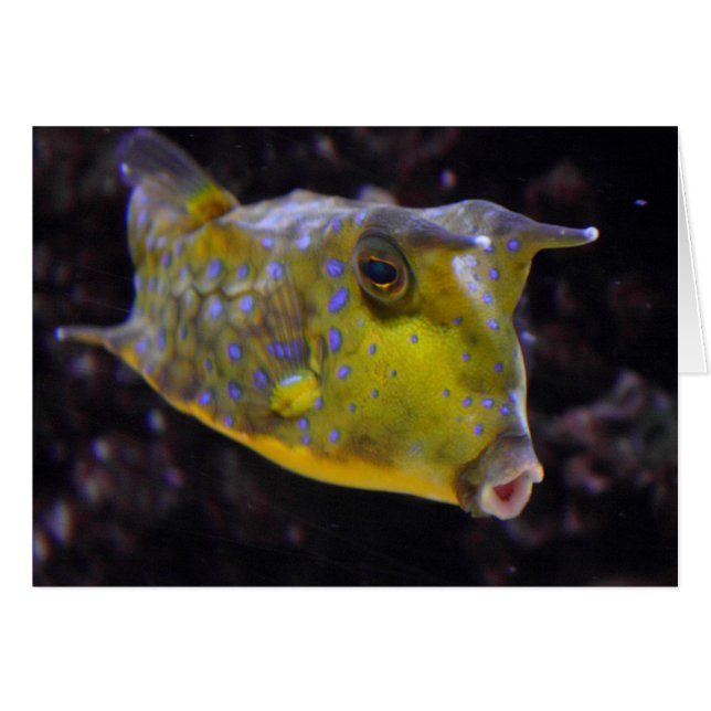 Lactoria cornuta (Anverso (Horizontal))