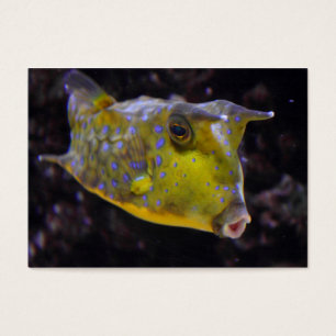 Lactoria cornuta
