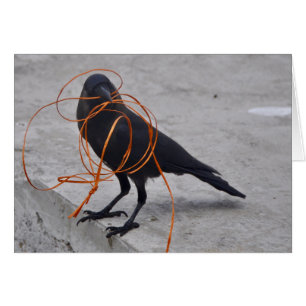 Ladrón en negro