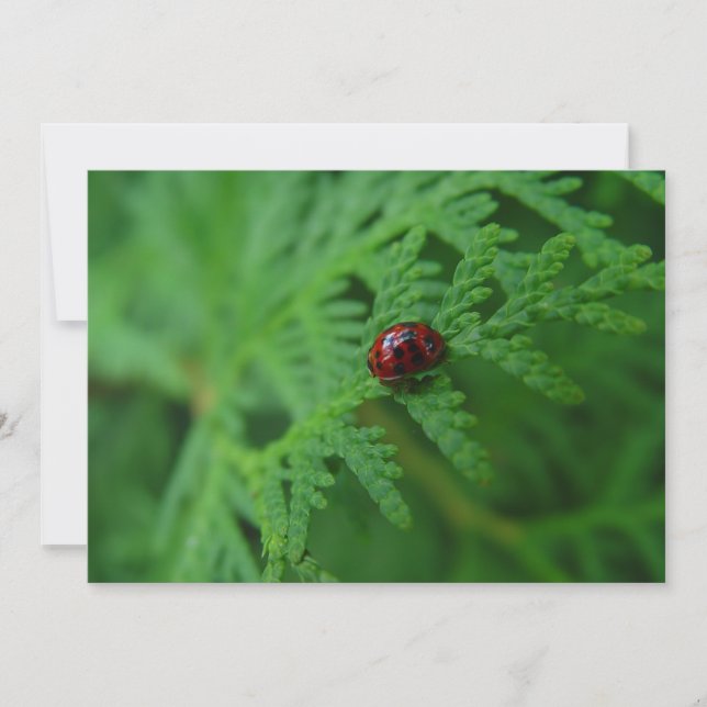 Lady Bug En Un Mar De Green - Tarjeta De Saludo Pl (Anverso)