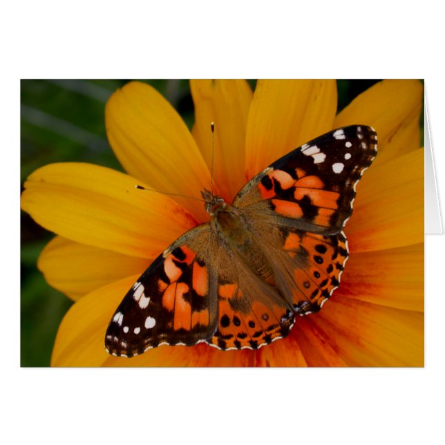 Lady Butterfly pintada (Anverso (Horizontal))