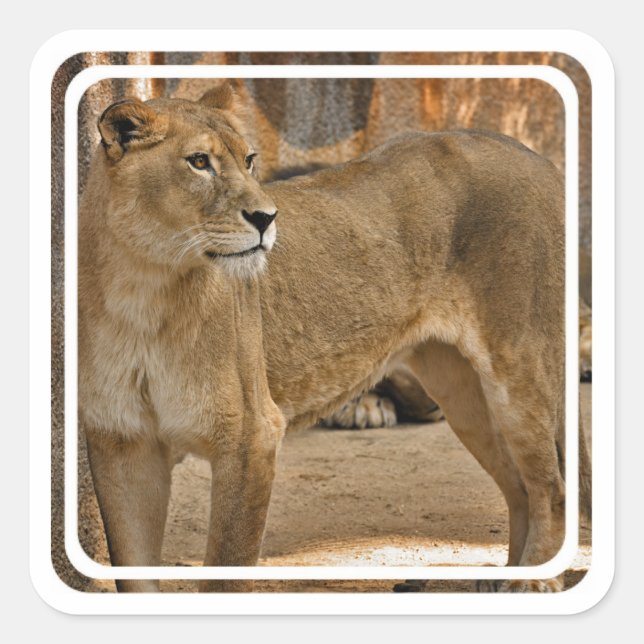 Lady Lioness Pegatina (Anverso)