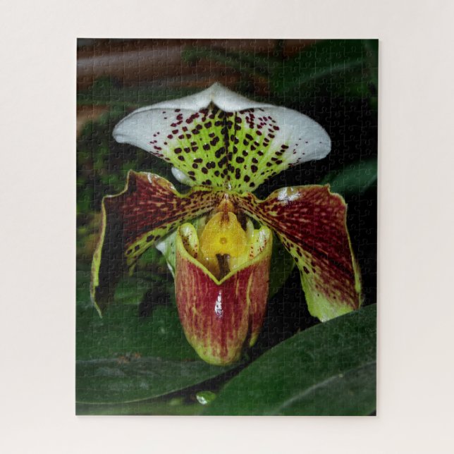 Lady Slipper Orchid Jigsaw Puzzle (Vertical)