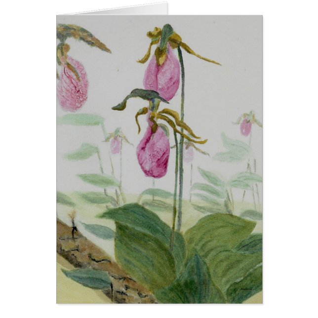 Lady Slippers (Frente)