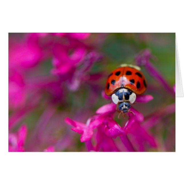 Ladybird negro rojo con flores rosadas (Anverso (Horizontal))