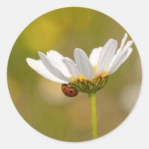 Ladybird on Oxeye Daisy Round pegatina