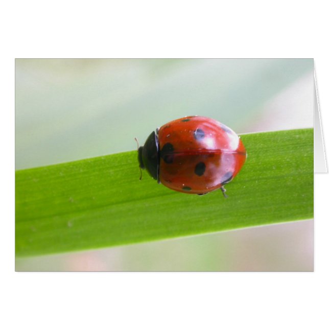 Ladybug (Anverso (Horizontal))