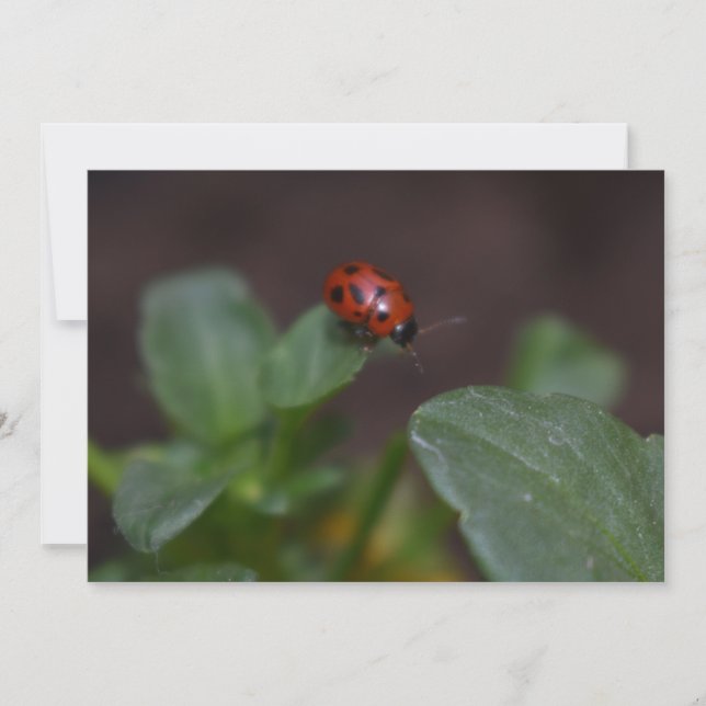 Ladybug en Flores (Anverso)