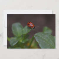 Ladybug en Flores
