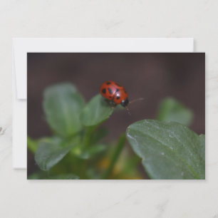Ladybug en Flores
