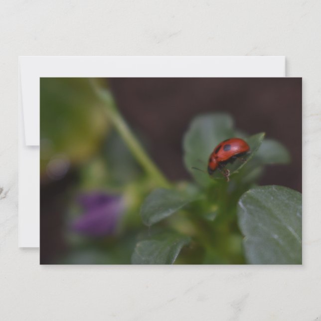 Ladybug en Flores (Anverso)