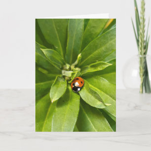 Ladybug en Flores