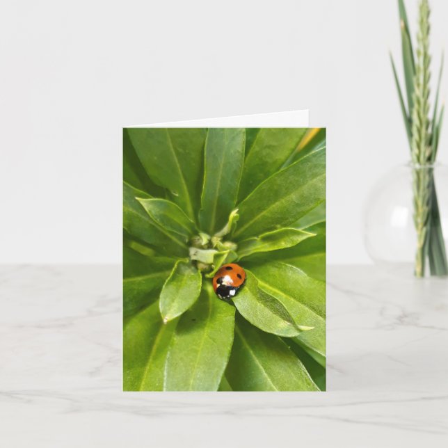 Ladybug en Flores (Anverso)