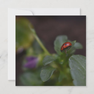 Ladybug en Flores